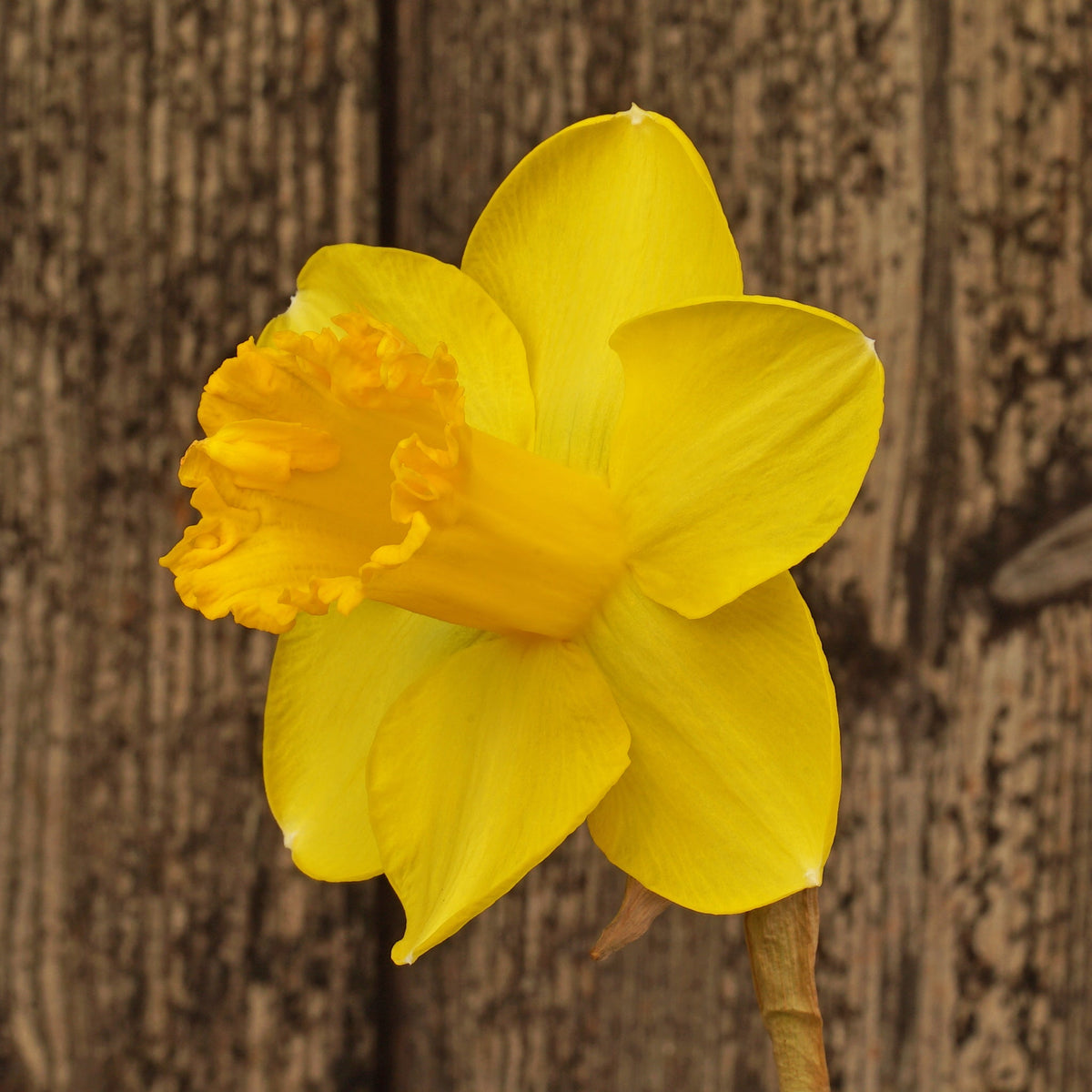 Cameo Gem - gele Trumpet narcis - Fluwel