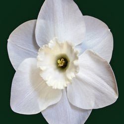 Cameo King - witte Large-cupped narcis - Fluwel