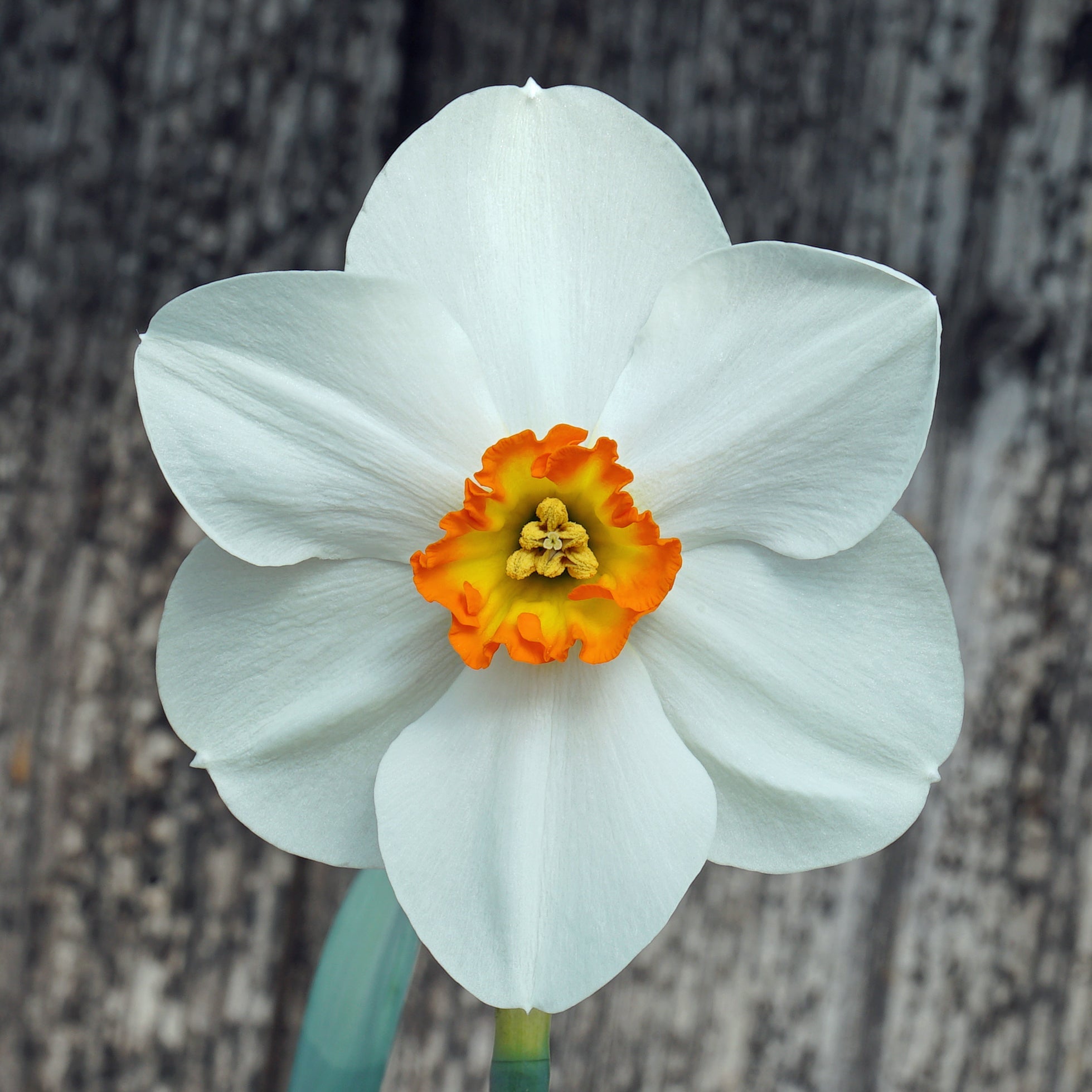 Cameo Marie - Special Narcissus - Fluwel