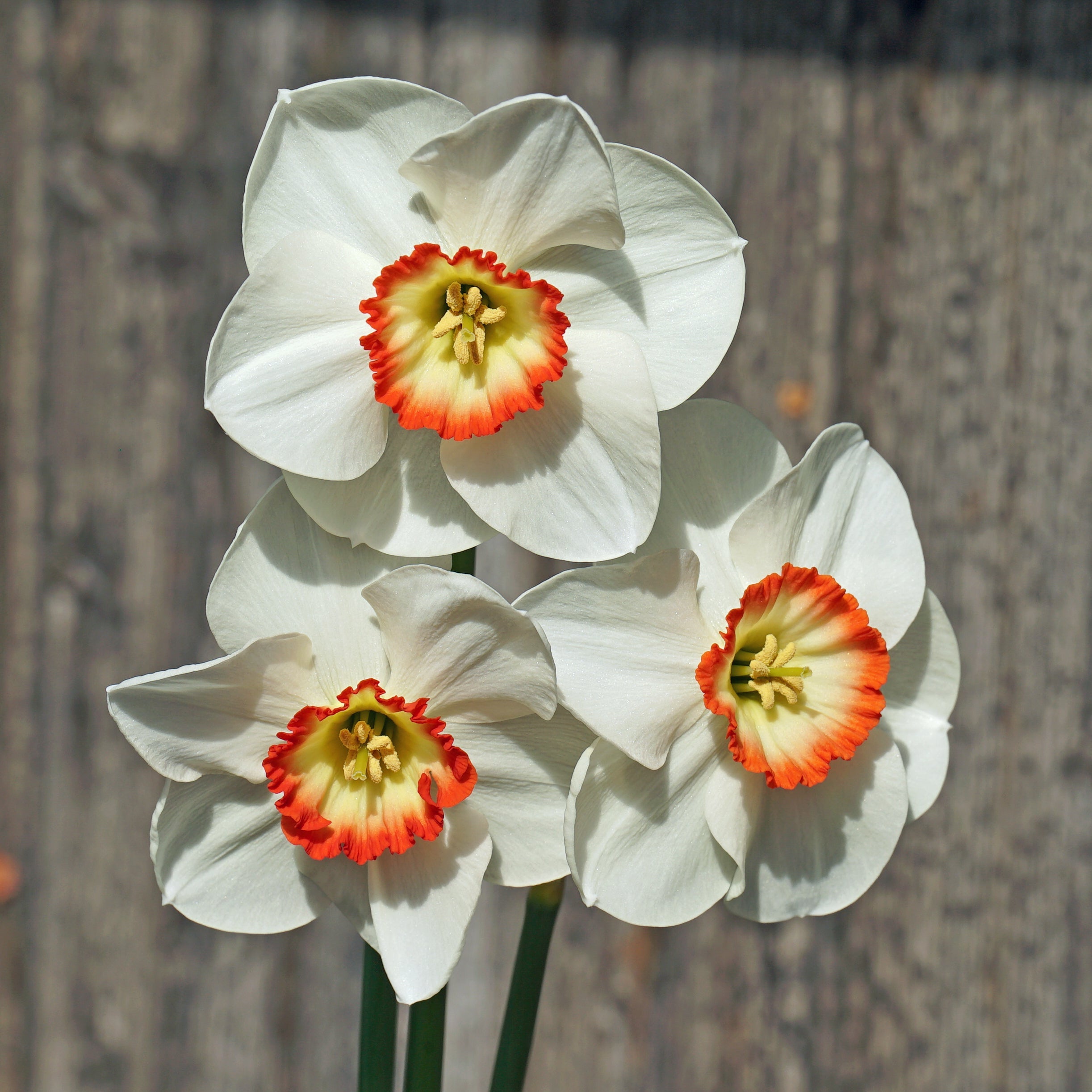 Camilla Clara Kate - Special Narcissus - Fluwel