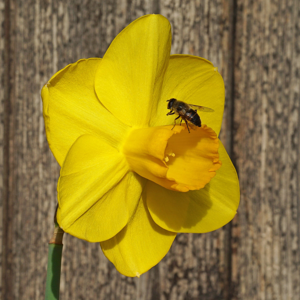 Canny Choice - geel-oranje Large-cupped narcis - Fluwel