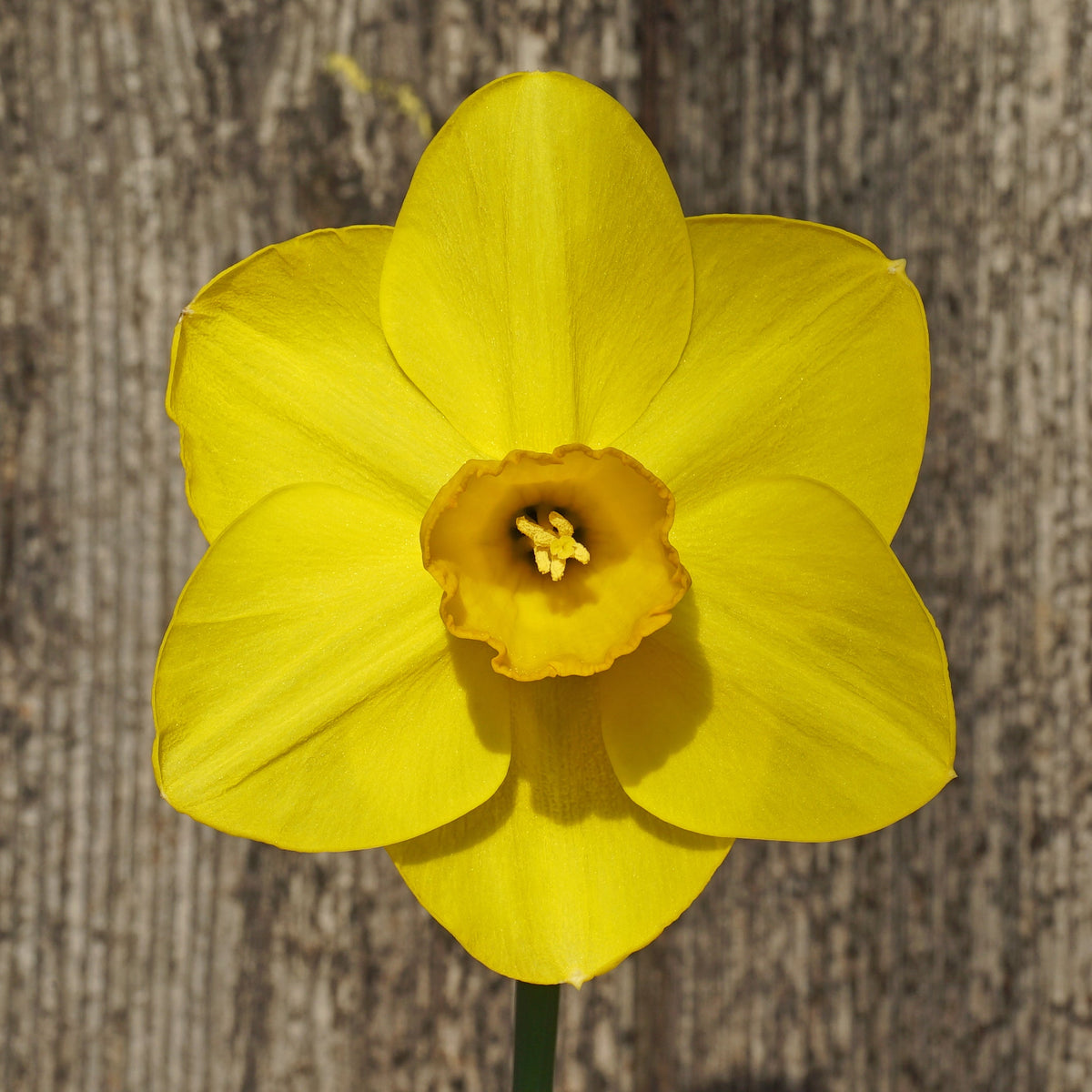 Canny Choice - geel-oranje Large-cupped narcis - Fluwel