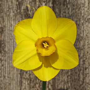 Canny Choice - Special Narcissus - Fluwel