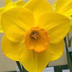 Canny Choice - geel-oranje Large-cupped narcis - Fluwel