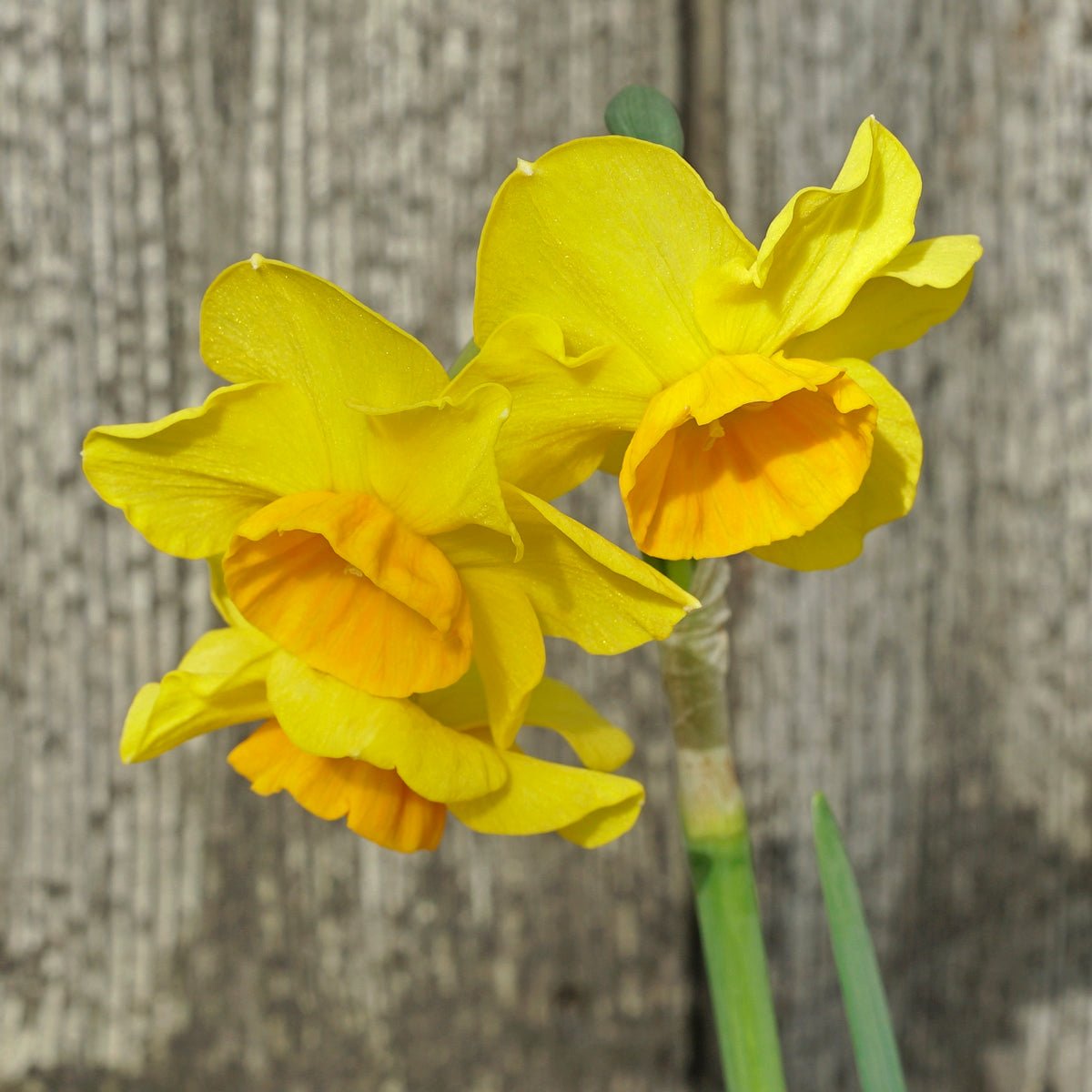 Canyon Wren - Special Narcissus - Fluwel