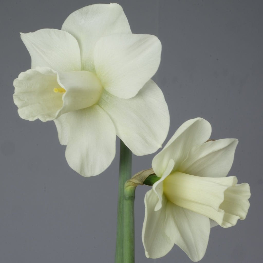 Castle Howard - Special Narcissus - Fluwel
