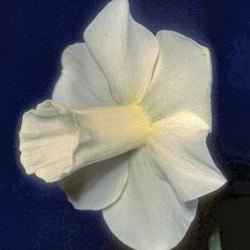 Castle Howard - Special Narcissus - Fluwel