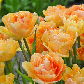 Charming Lady - Tulips - Fluwel