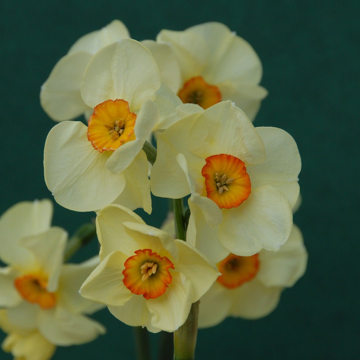 Chinita - Special Narcissus - Fluwel