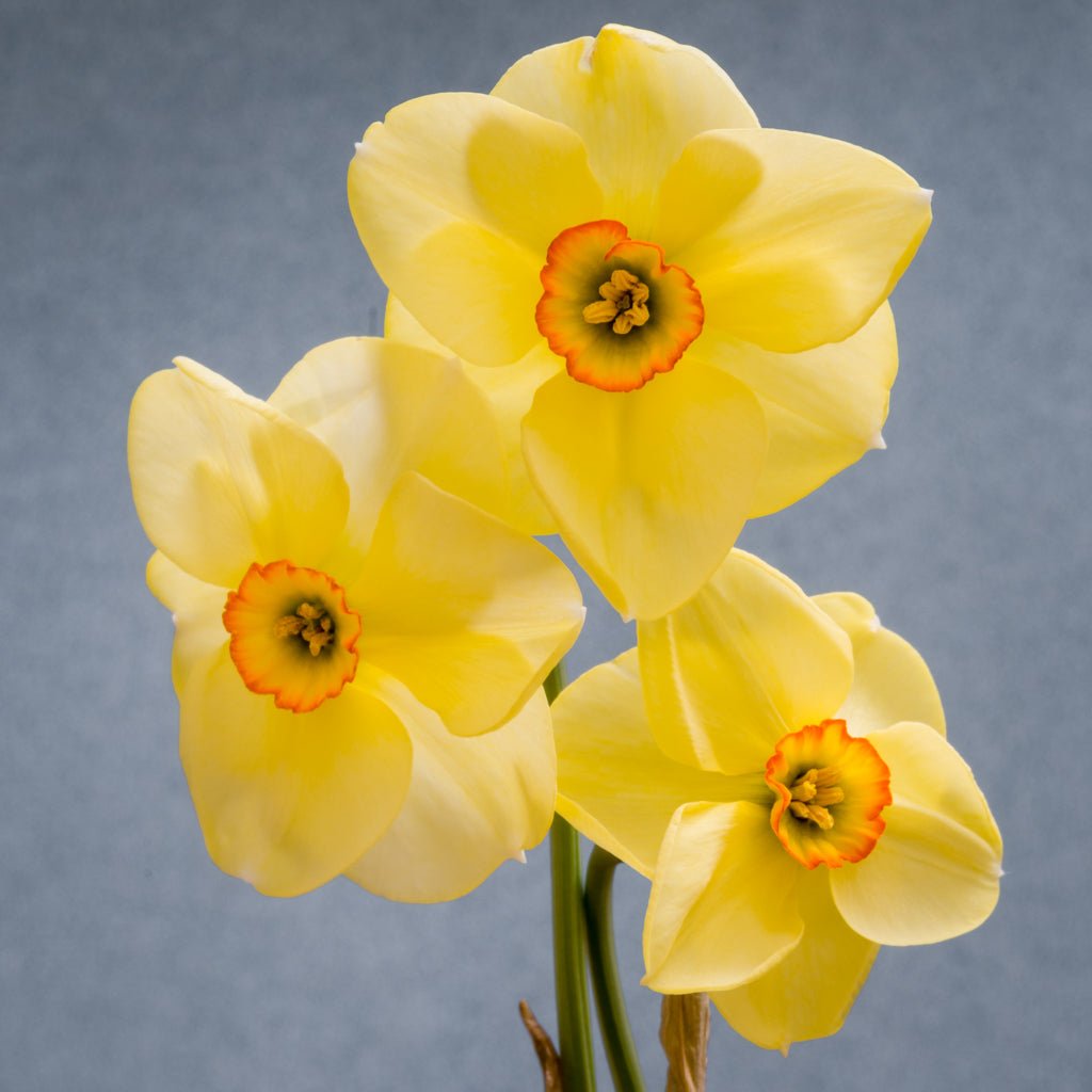 Chinita - geel-oranje-rode Tazetta narcis - Fluwel