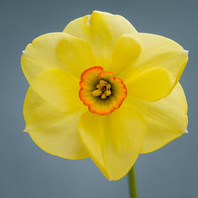 Chinita - Special Narcissus - Fluwel