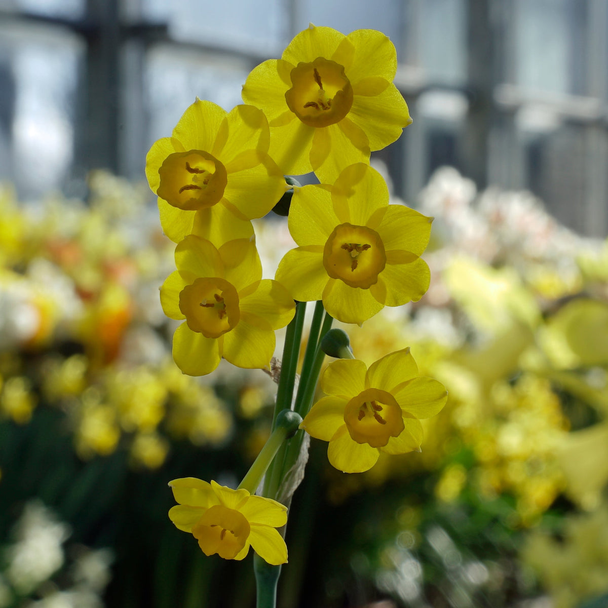 Chiquitita - gele Jonquilla narcis - Fluwel