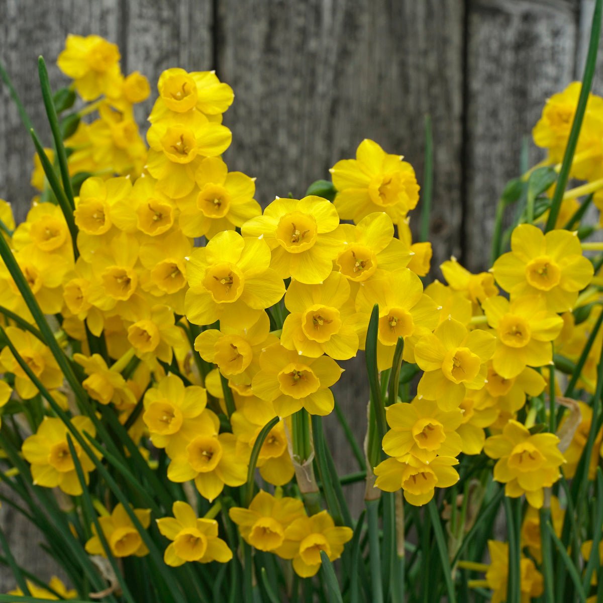 Chiquitita - Special Narcissus - Fluwel