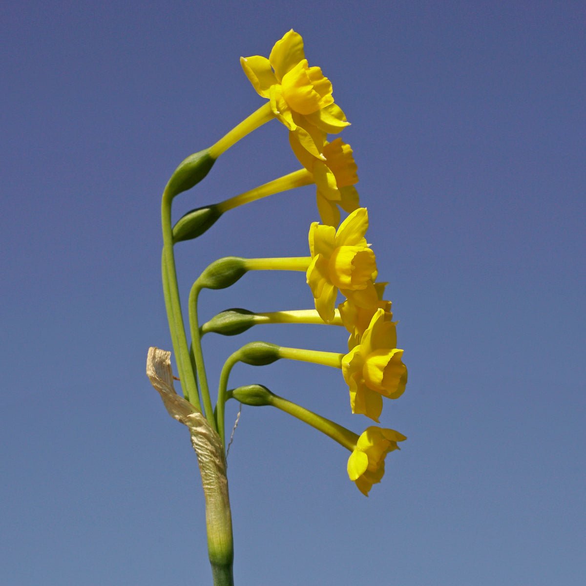 Chiquitita - gele Jonquilla narcis - Fluwel