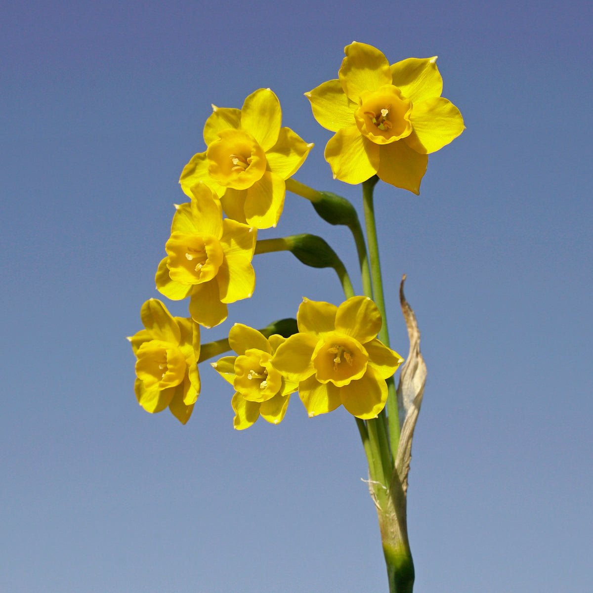 Chiquitita - gele Jonquilla narcis - Fluwel