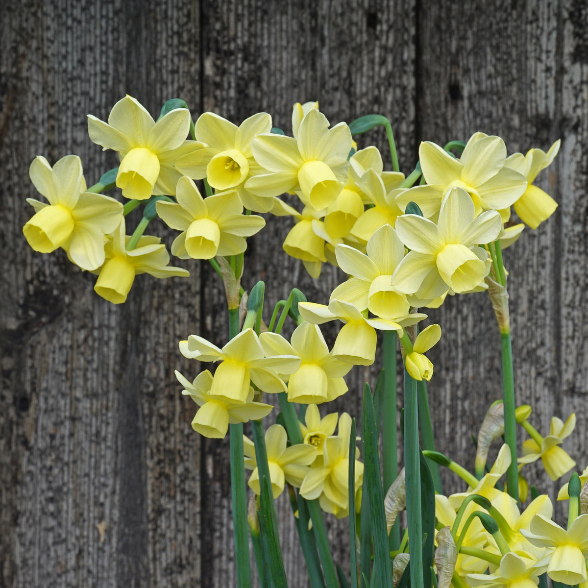 Churchfield Bells - gele Triandrus narcis - Fluwel