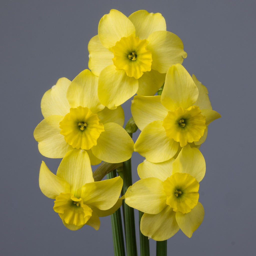 Clare - gele narcis - Fluwel