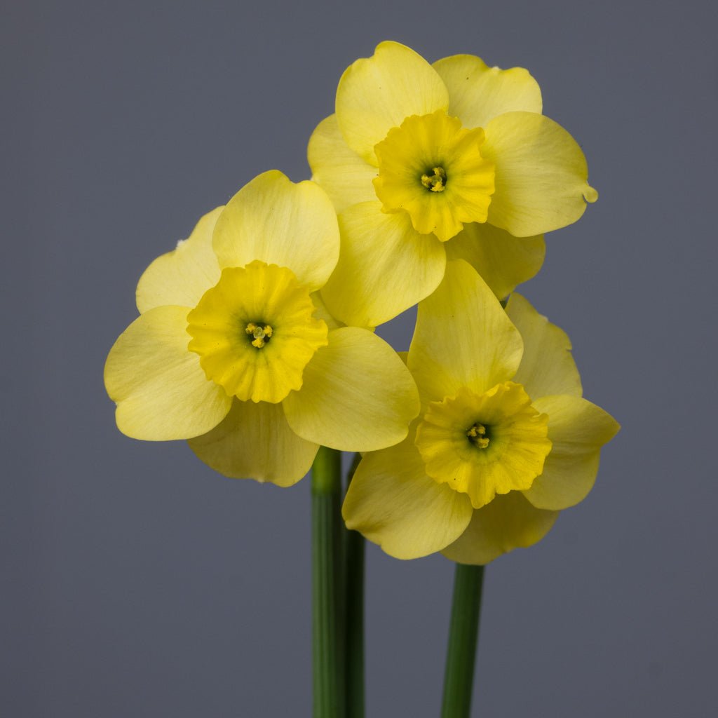 Clare - gele narcis - Fluwel