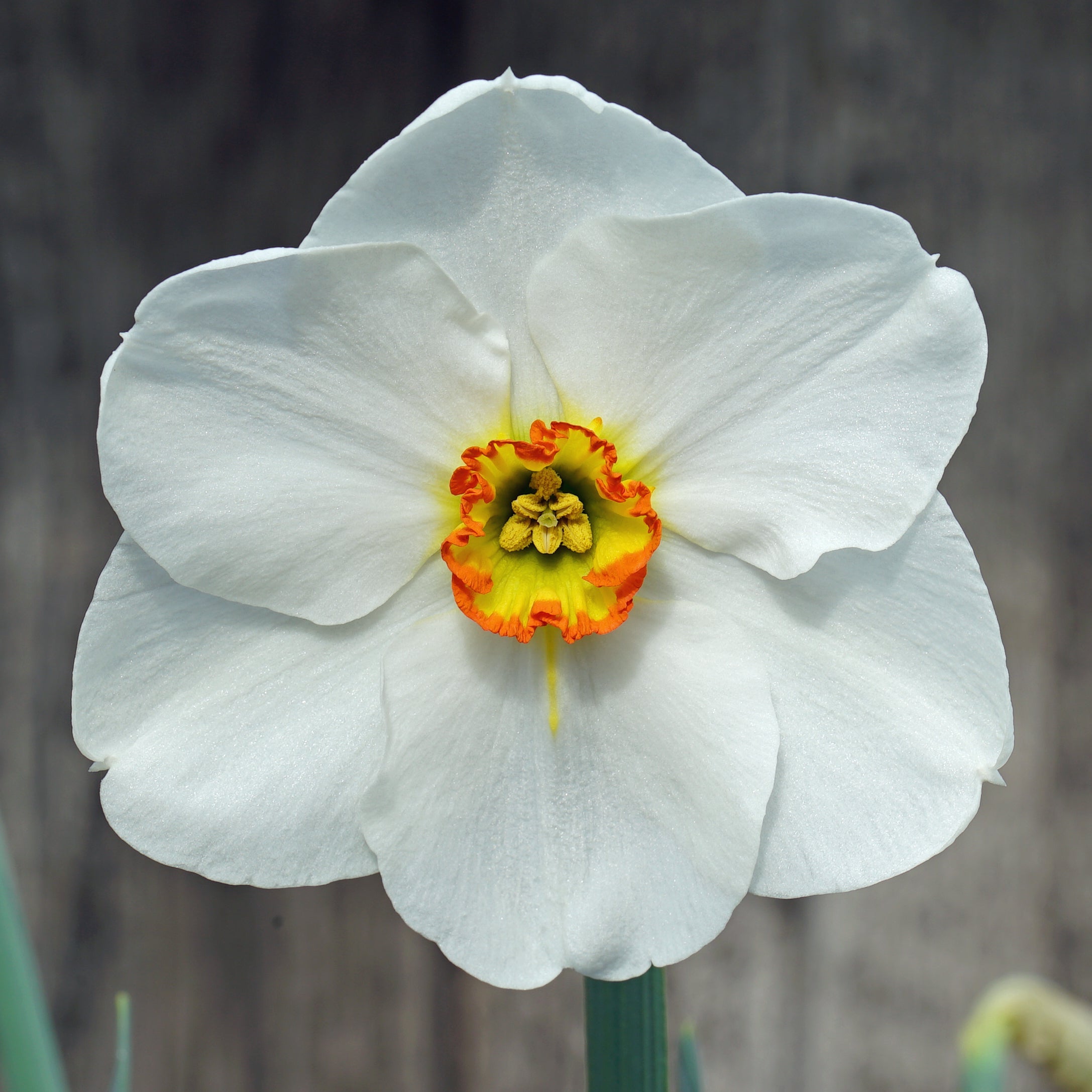 Clovelly Ayr - Special Narcissus - Fluwel