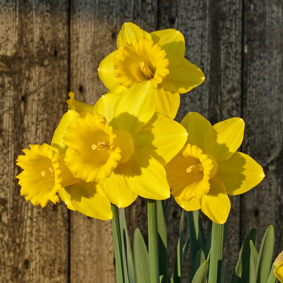 Cock - a - doodle - doo - Special Narcissus - Fluwel