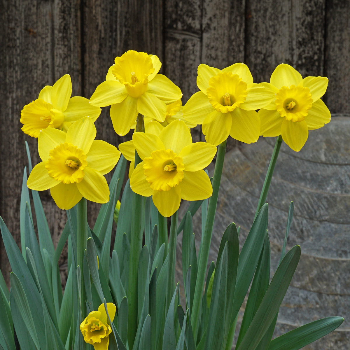 Cock-a-doodle-doo - gele Trumpet narcis - Fluwel