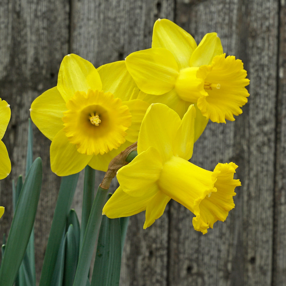 Cock-a-doodle-doo - gele Trumpet narcis - Fluwel