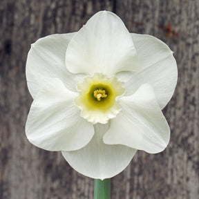 Cold Play - Special Narcissus - Fluwel