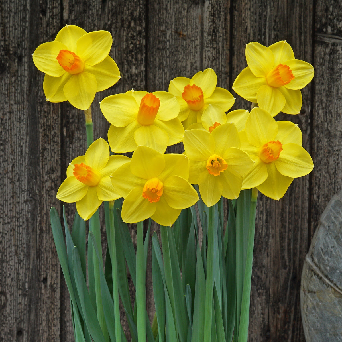 Corby Candle - geel-oranje Large-cupped narcis - Fluwel