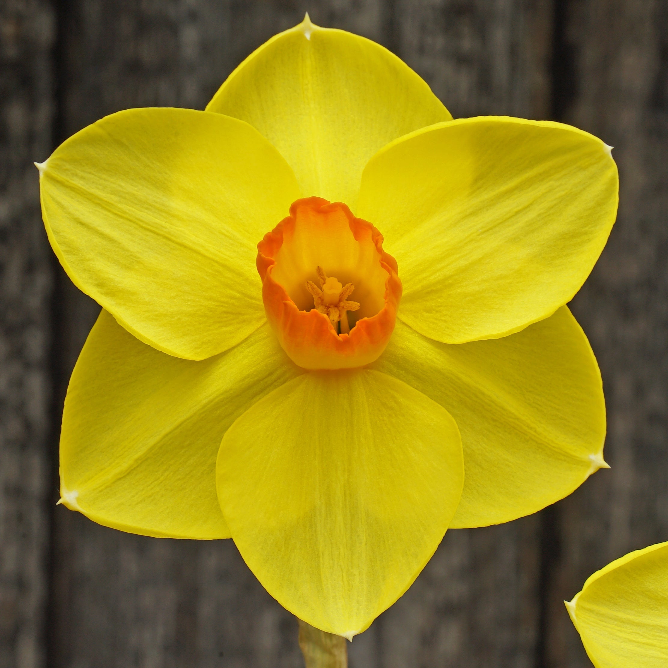 Corby Candle - Special Narcissus - Fluwel