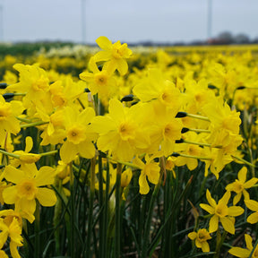 cordubiensis - Special Narcissus - Fluwel