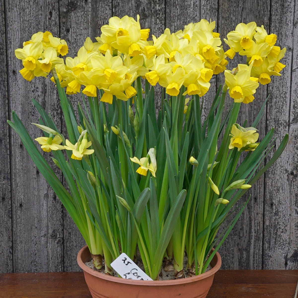 Cornish Chuckles - gele narcis - Fluwel