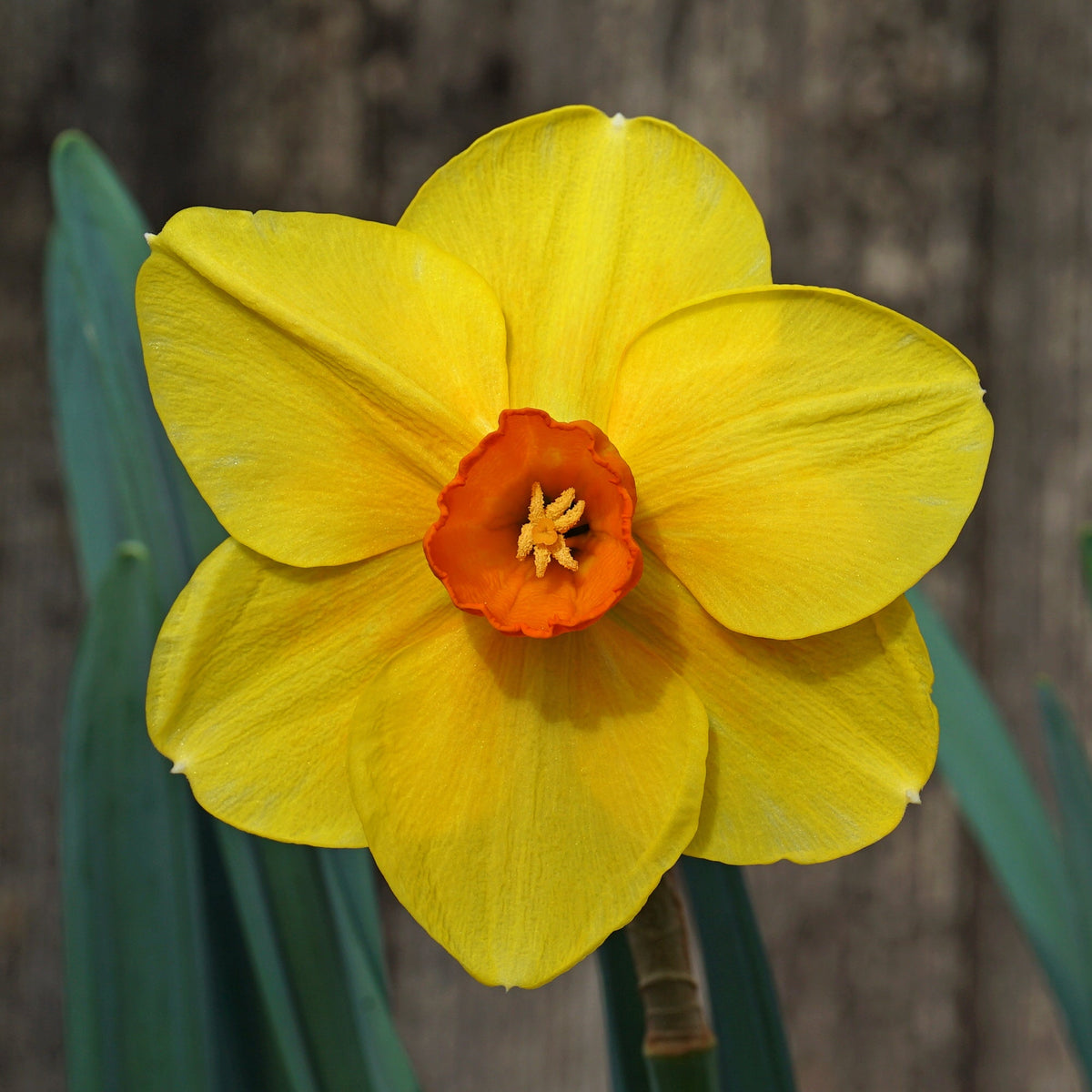 Creag Dubh - Special Narcissus - Fluwel