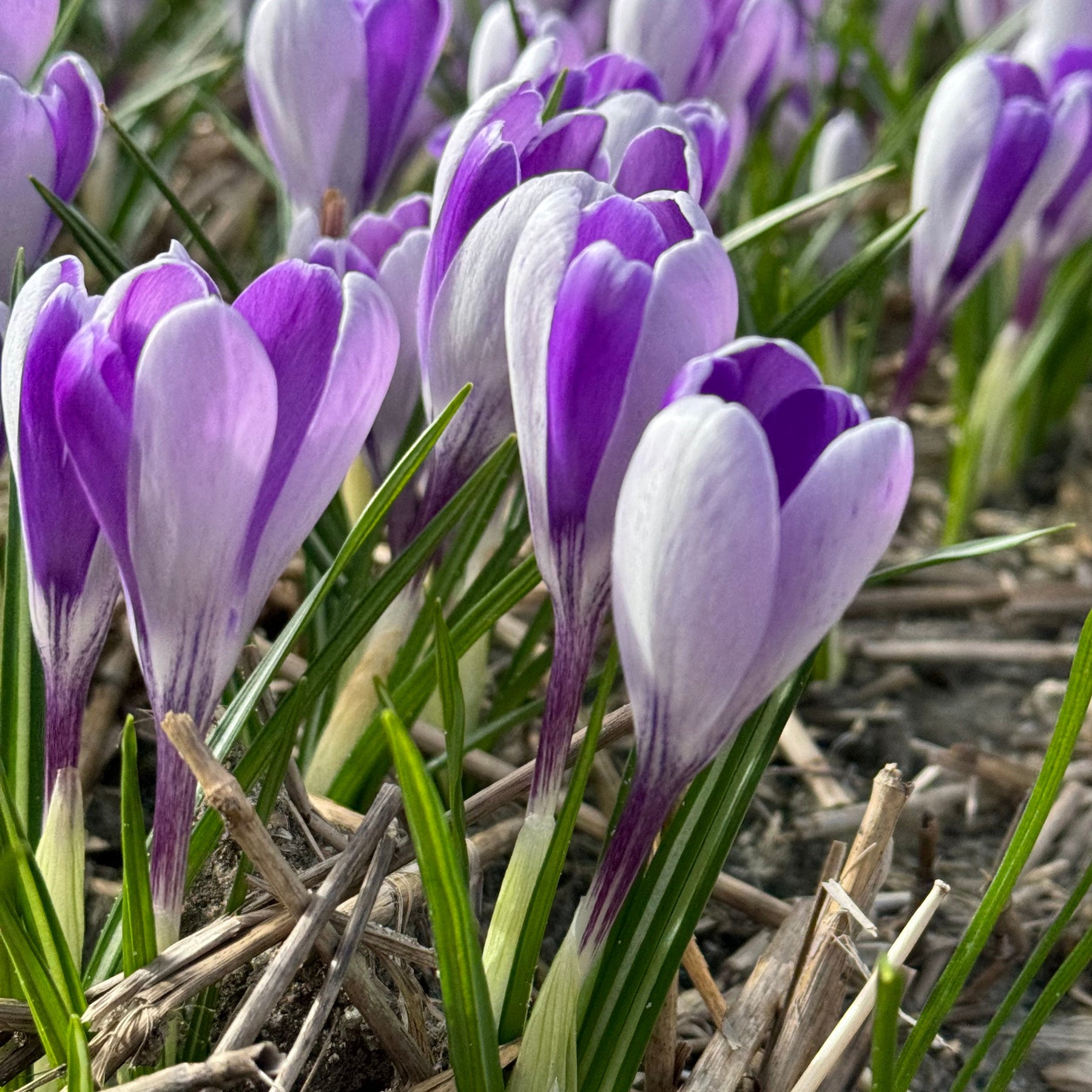Crocus Whale Shark - Crocuses - Fluwel