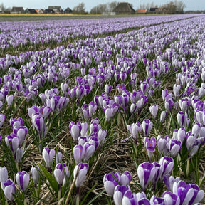 Crocus Whale Shark - Crocuses - Fluwel