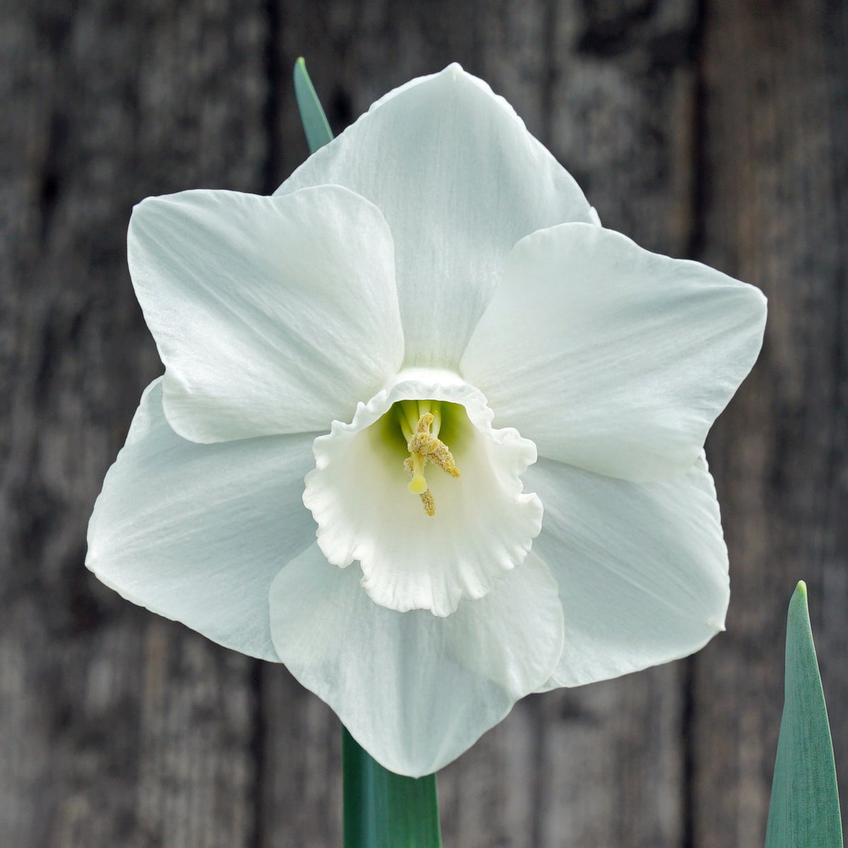 Croila - Special Narcissus - Fluwel