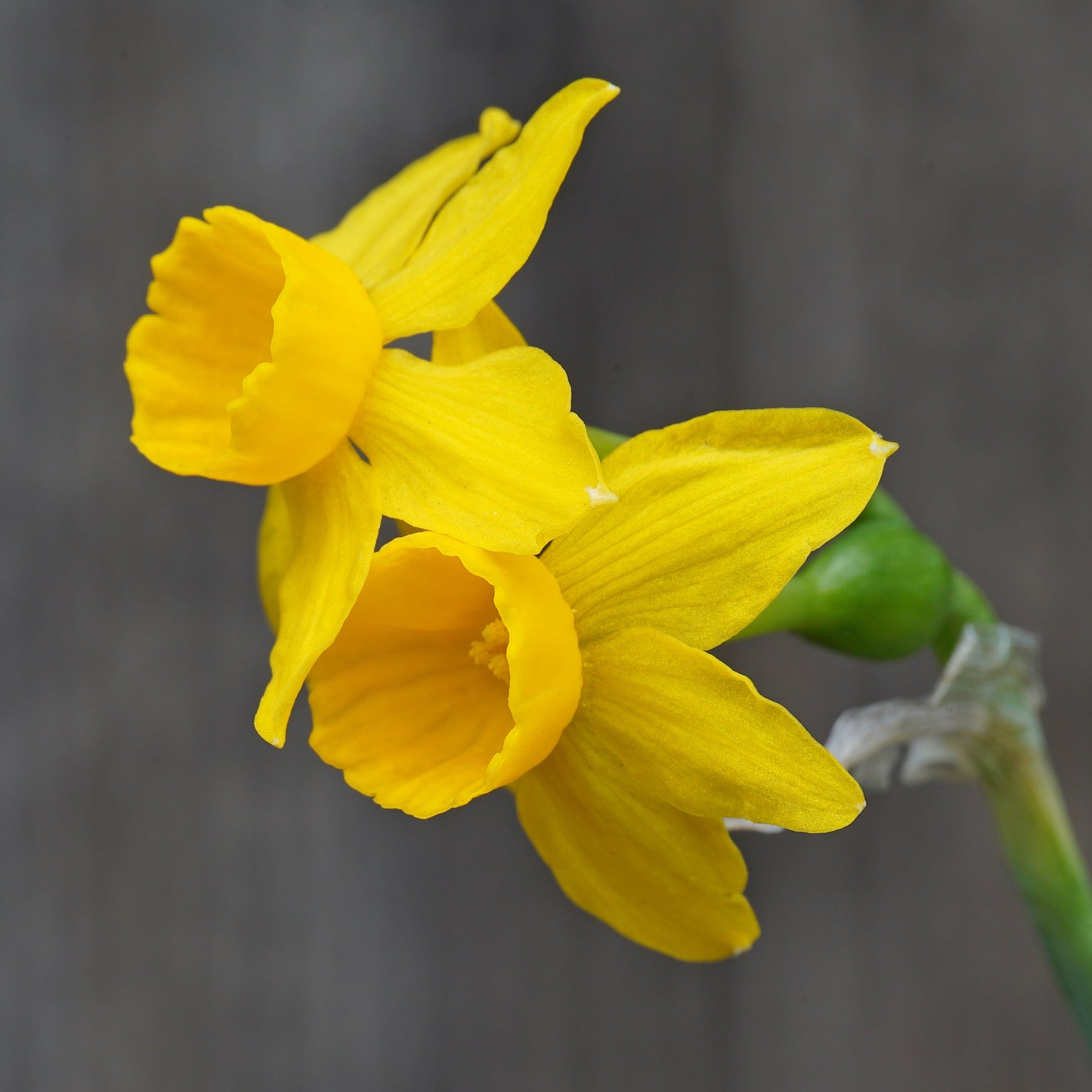 cuatrecasasii - Special Narcissus - Fluwel