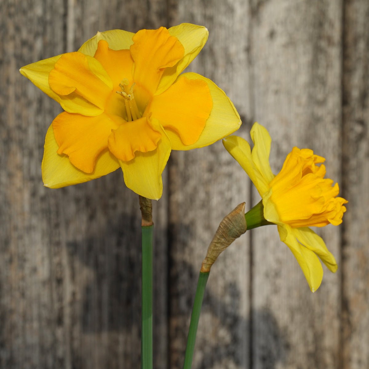 Cup and Saucer - Special Narcissus - Fluwel