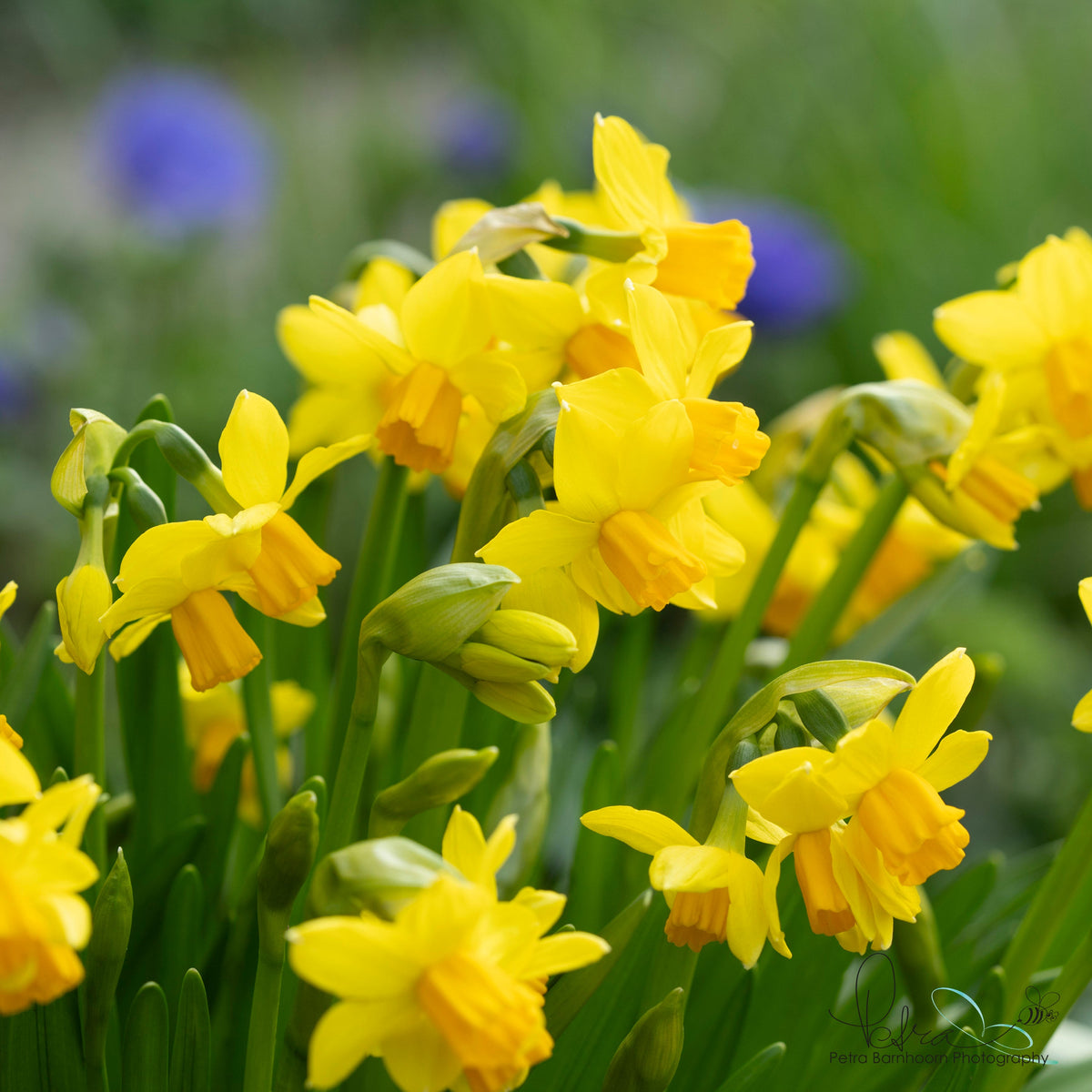 Cyclataz - geel-oranje narcis - Fluwel