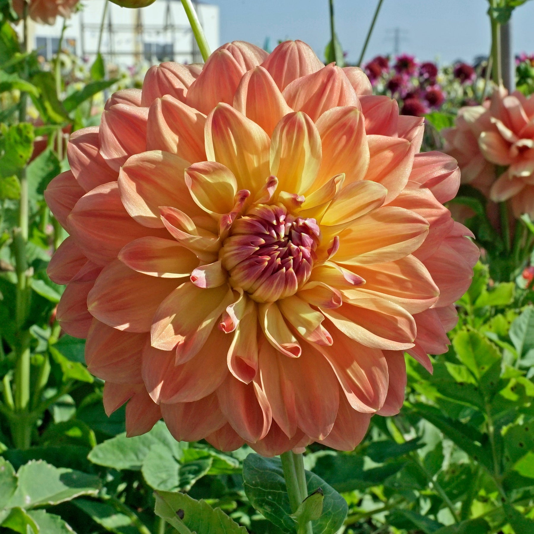 Dahlia Ace Summer Sunset - Dahlias - Fluwel