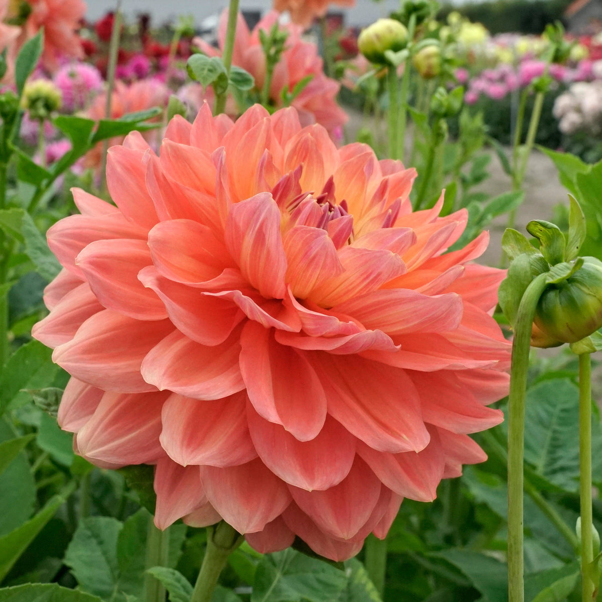 Dahlia Ace Summer Sunset - oranje dahlia - Fluwel