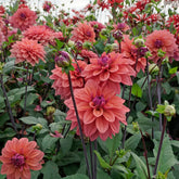 Dahlia American Dawn - Dahlias - Fluwel