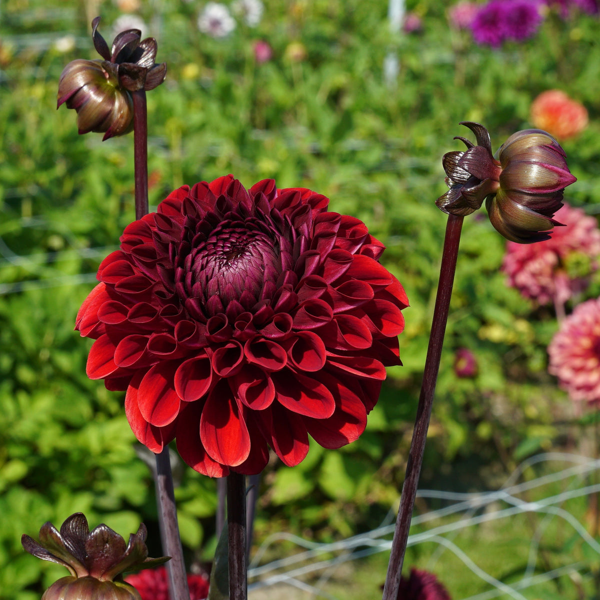 Dahlia Baccara - rode dahlia - Fluwel