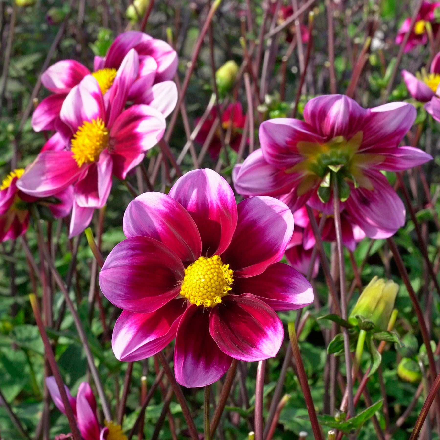 Dahlia Bashful - Dahlias - Fluwel