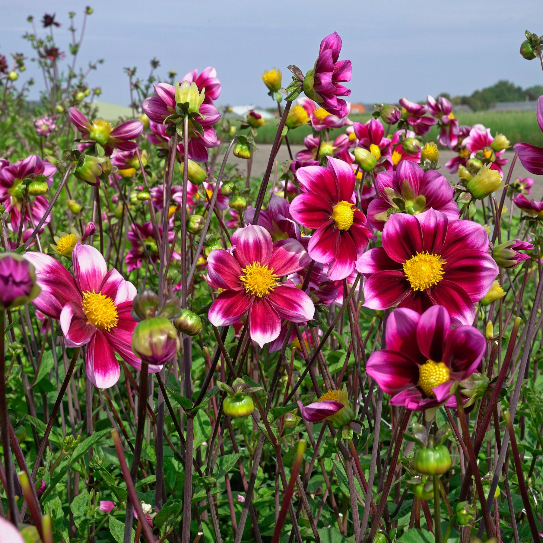 Dahlia Bashful - Dahlias - Fluwel