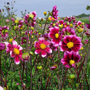 Dahlia Bashful - Dahlias - Fluwel