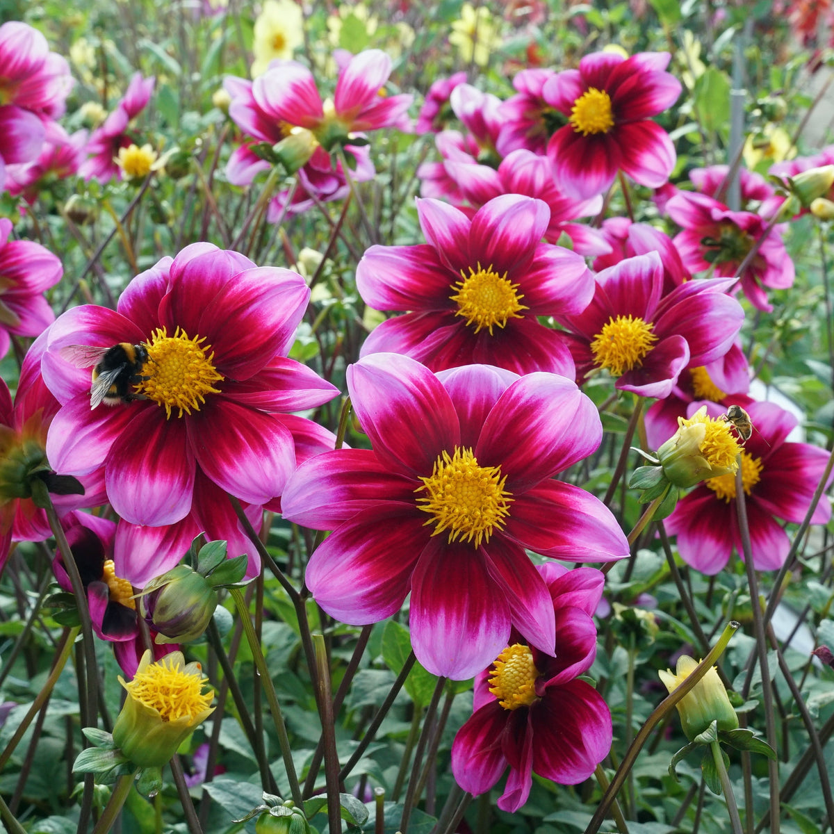Dahlia Bashful - Dahlias - Fluwel