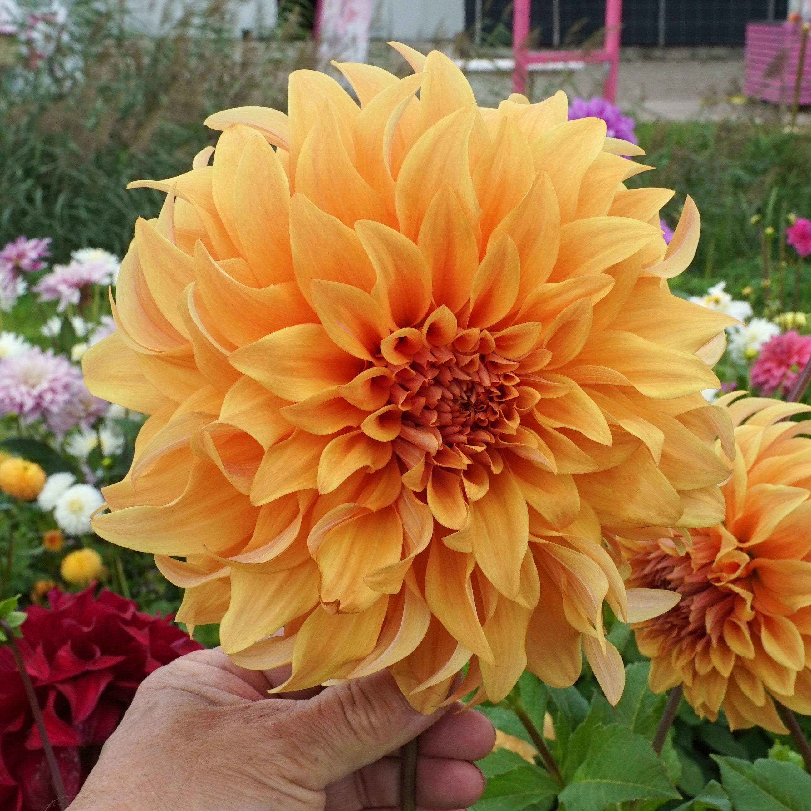 Dahlia Big Brother - Dahlias - Fluwel