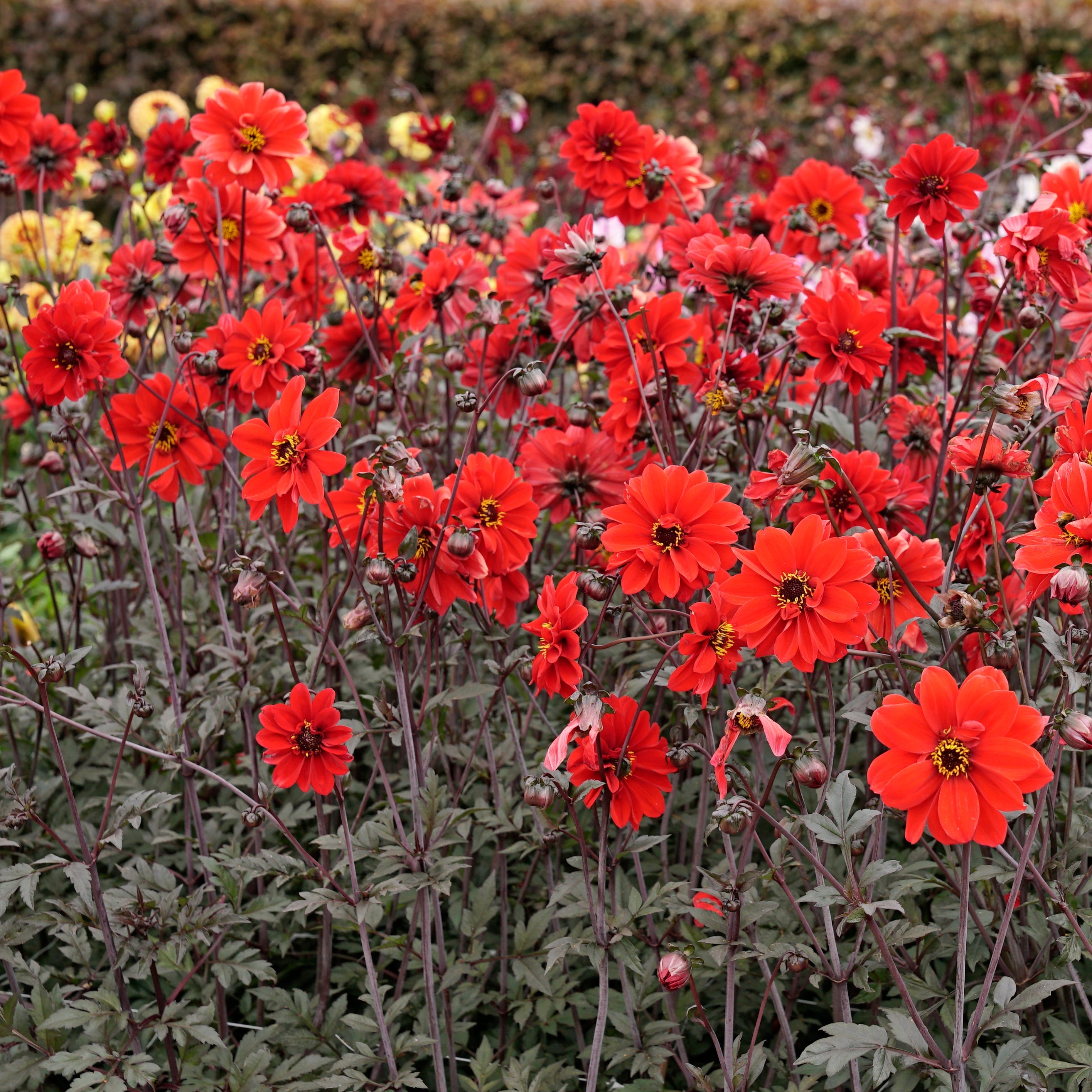 Dahlia Bishop of Llandaff - Dahlias - Fluwel
