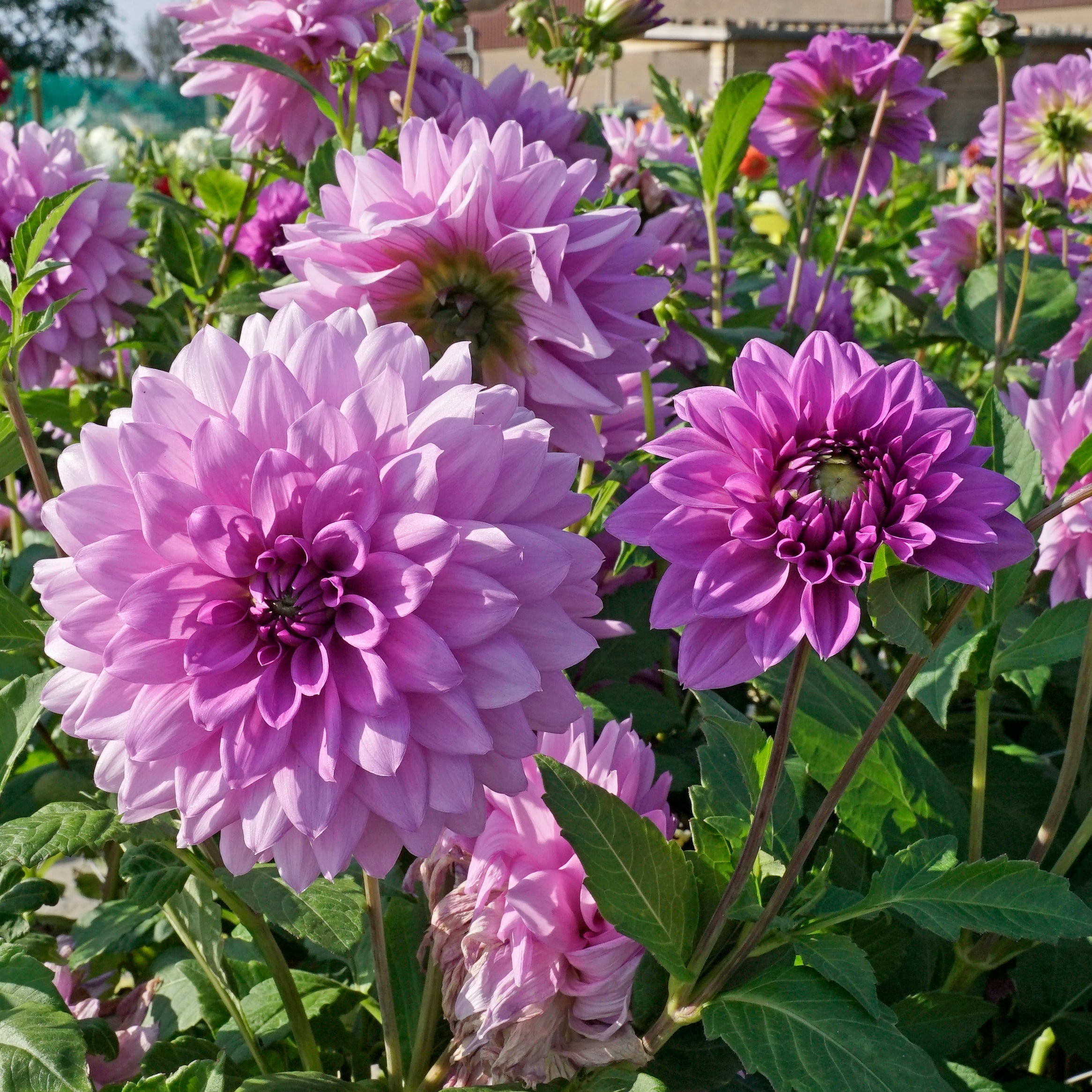 Dahlia Blue Boy - Dahlias - Fluwel