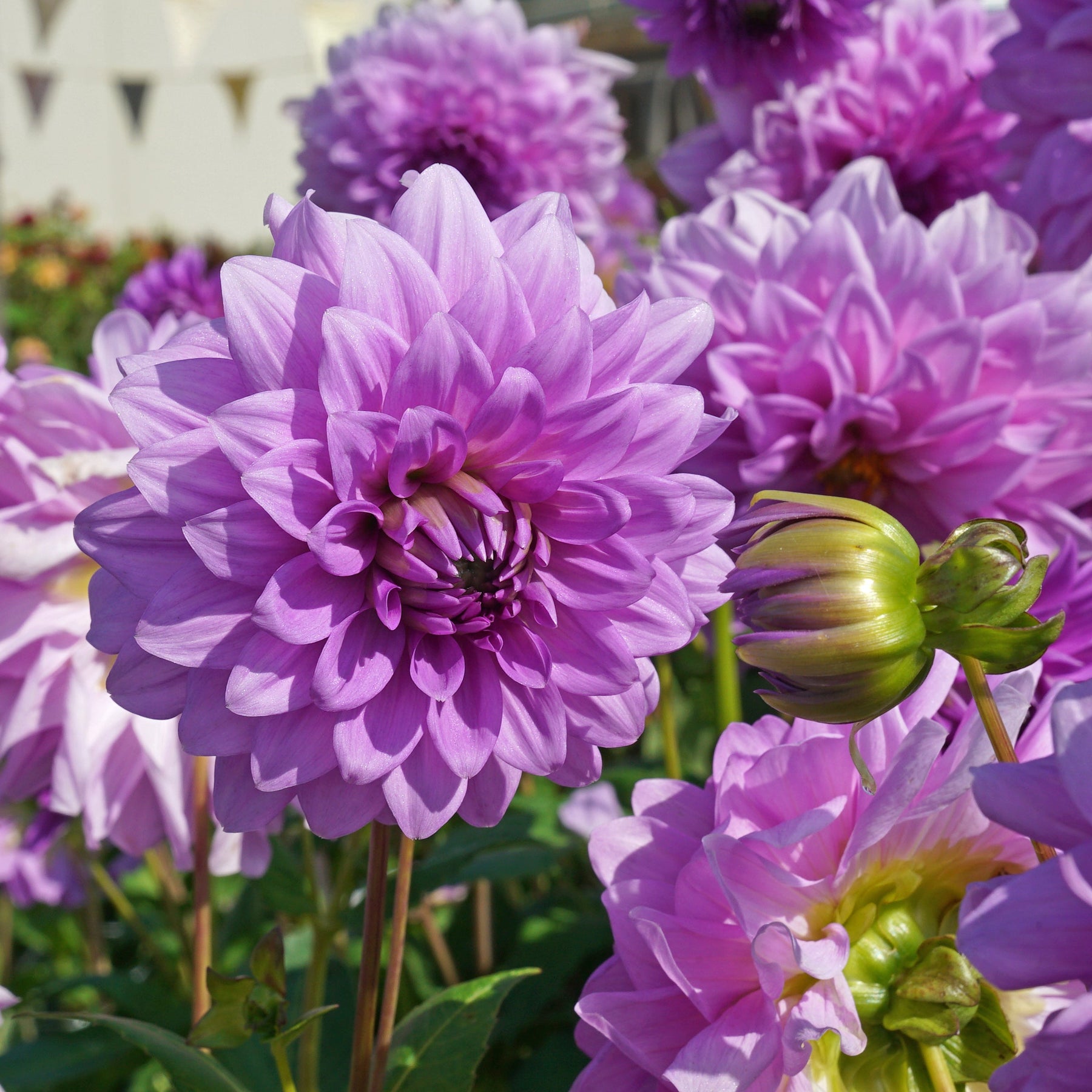 Dahlia Blue Boy - Dahlias - Fluwel